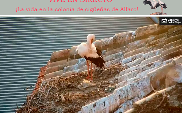 La vida de la colonia de cigüeñas de Alfaro